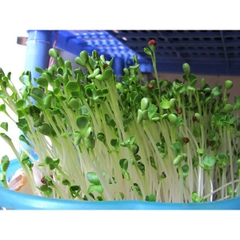 Hạt Giống Rau Mầm Củ Cải Trắng - Gói 20gram