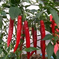 Hạt Giống Ớt Chỉ Địa Lai F1 KNS01