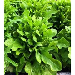 Hạt Giống Rau Xà Lách Sồi Xanh OAKLEAF - Gói 2gram