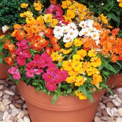 Hạt Giống Hoa Mây Nhiều Màu ( Nemesia Strumosa Mixed )