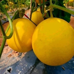 Hạt Giống Dưa Lê Kim Cô Nương F1