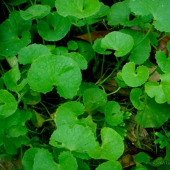 Hạt Giống Rau Má Lá Nhỏ