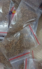 Hạt Giống Rau Đắng Đất