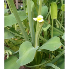 Hạt Giống Kèo Nèo (Rau Tai Tượng)