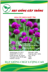 Hạt Giống Hoa Cúc Bách Nhật Tím