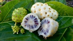 Hạt Giống Cây Nhàu