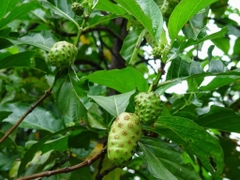 Hạt Giống Cây Nhàu