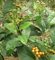 Hạt Giống Cây Xạ Đen