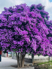 Hạt Giống Hoa Bằng Lăng Tím