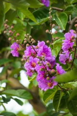 Hạt Giống Hoa Bằng Lăng Tím