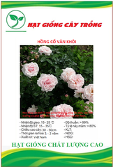Hạt giống hoa hồng cổ vân khôi