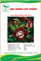 Hạt Giống Hoa Hồng Trắng Viền Nâu