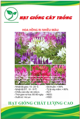 Hạt Giống Hoa Hồng Ri Nhiều Màu ( Hoa Túy Điệp )