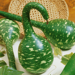 Hạt Giống Bầu Thiên Nga