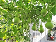 Hạt Giống Bầu Hồ Lô Cao Sản