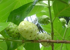 Hạt Giống Cây Nhàu