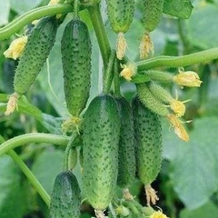 Hạt Giống Dưa Chuột Bao Tử
