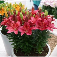 combo 5 củ hoa ly ly lùn nhiều màu ( có các màu đỏ , vàng, cam. hồng , trắng )