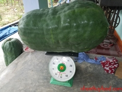 Hạt Giống Bí Đao Xanh Khổng Lồ