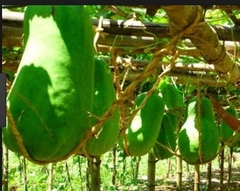 Hạt Giống Bí Đao Xanh Khổng Lồ