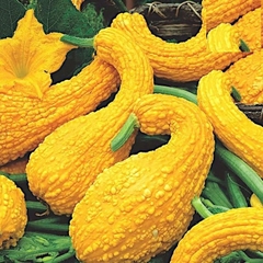 Hạt giống bí thiên nga F1