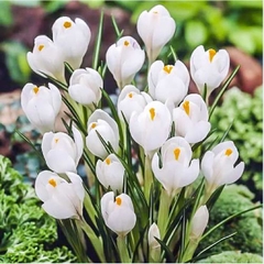 Củ Giống Hoa Nghệ Tây Hoa Màu Trắng - 5 Củ
