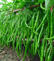 Hạt Giống Ớt Trái Dài Hàn Quốc