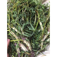 Hạt Giống Rau Nhút - Rau Rút Dút