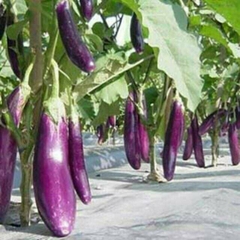 Hạt Giống Cà Tím Dài Ruột Xanh F1
