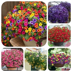 Hạt Giống Hoa Triệu Chuông Mix Màu