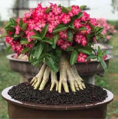 Hạt giống hoa sứ kim tự tháp
