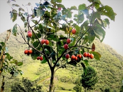 Hạt Giống Cà Chua Thân Gỗ Tamarillo Quả Đỏ