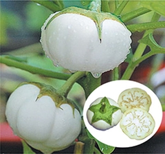 Hạt Giống Cà Bát Trắng Cao Sản