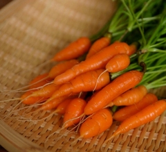 Hạt Giống Cà Rốt Tí Hon
