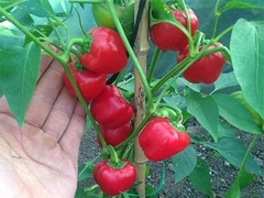 Hạt Giống Ớt Chuông Ngọt F1 Đỏ