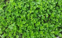 Hạt Giống Rau Má Lá Nhỏ