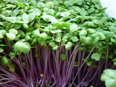 Hạt Giống Rau Mầm Củ Cải Đỏ - Gói 20gram