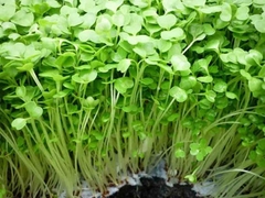 Hạt giống mầm cải thìa (pak choy sprouts) - Gói 20gram
