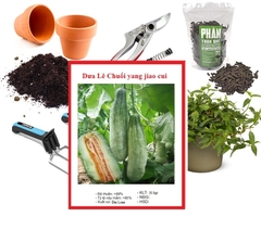 Hạt Giống Dưa Lê Quả Dài Yang Jiao Mi