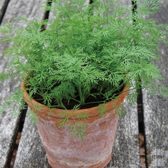 Hạt Giống Rau Thì Là Bốn Mùa - Gói 10gram