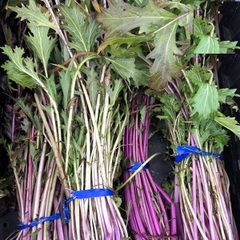 Hạt giống rau cải đuôi phụng đỏ - Gói 20gram