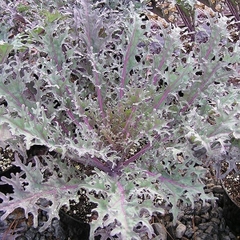 Hạt giống rau cải đuôi phụng đỏ - Gói 20gram