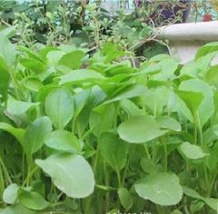 Hạt Giống Rau Cải Ngọt Ăn Non
