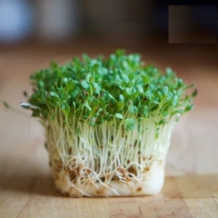 Hạt Giống Mầm Cải Xanh Đà Lạt - Gói 20gram