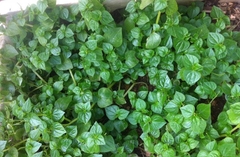 Hạt Giống Rau Càng Cua - Gói 0.5gram