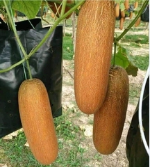 Hạt giống dưa chuột đá F1