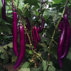 Hạt Giống Cà Tím Siêu Dài Đài Loan
