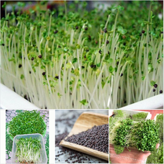 Hạt giống mầm cải ngọt (Tsoi Sim Sprouts) - Gói 20gram