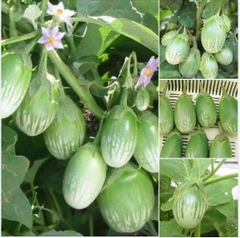 Hạt Giống Cà Trứng Rồng Mã Lai