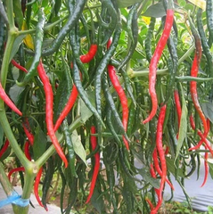 Hạt Giống Ớt Trái Dài Hàn Quốc